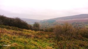 Bamford November 24
